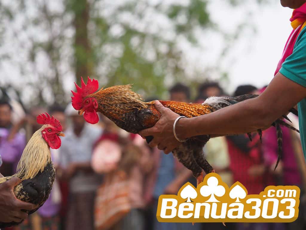 Bandar Adu Ayam Terbaik 2019