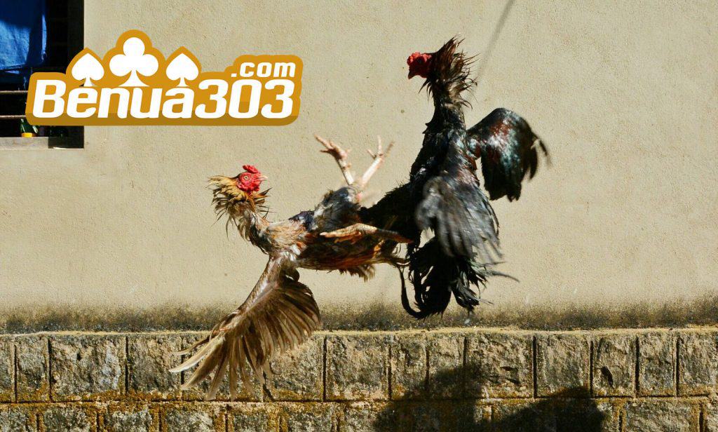Bonus Permainan Sabung Ayam S128 Online