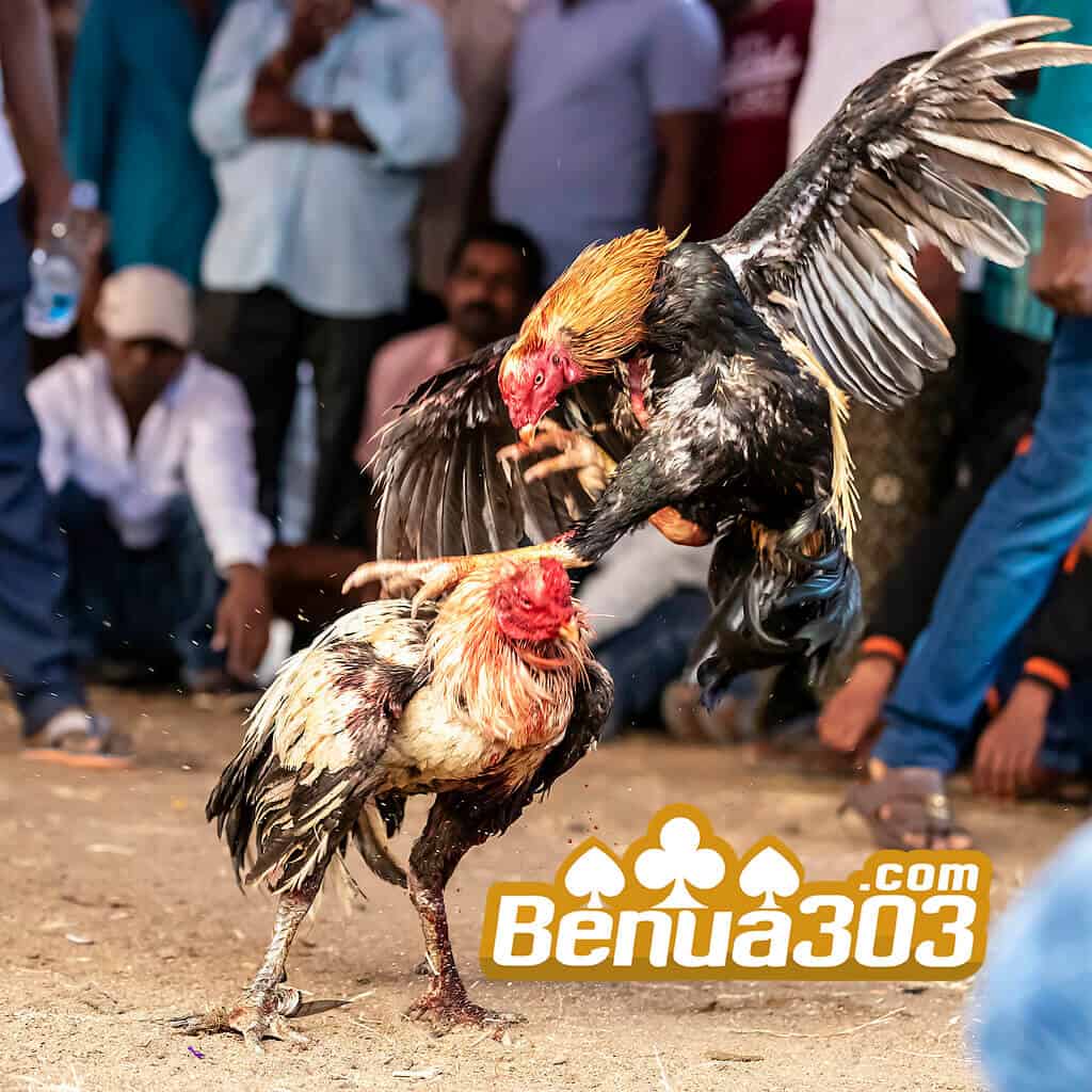 Cara Melakukan Withdraw Permainan Sabung Ayam