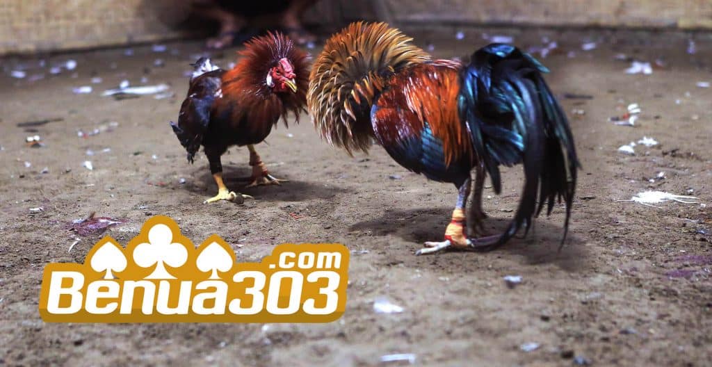 Jenis Ayam Yang Ada Pada Sabung Ayam Online