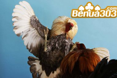 Jenis Ayam Yang Ada Pada Sabung Ayam Online