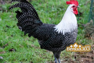 Judi Sabung Ayam Bonus Terbaik 2019 (1)