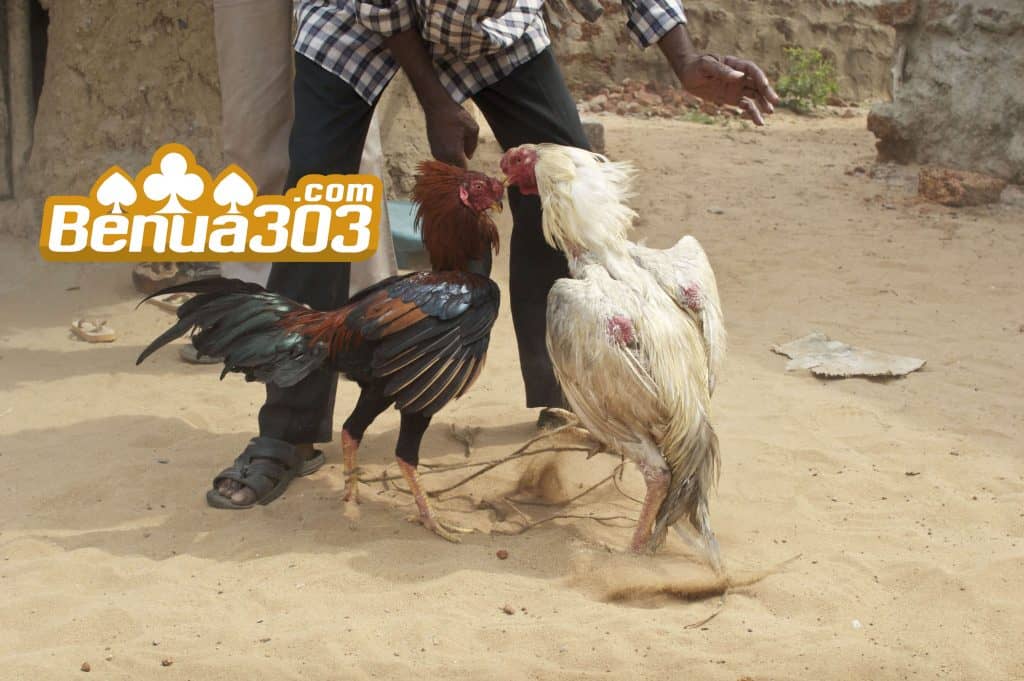 Pembayaran Koin Sabung Ayam Menggunakan Gopay