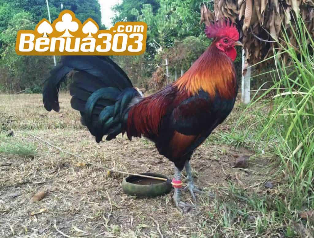 Adu Ayam S1288 Online 24 Jam