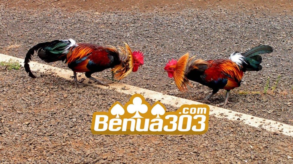 Bandar Online Adu Ayam Terpercaya