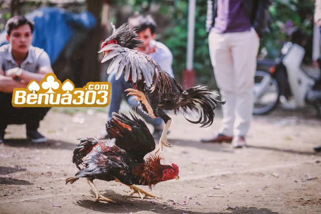 Bandar Online Adu Ayam Terpercaya