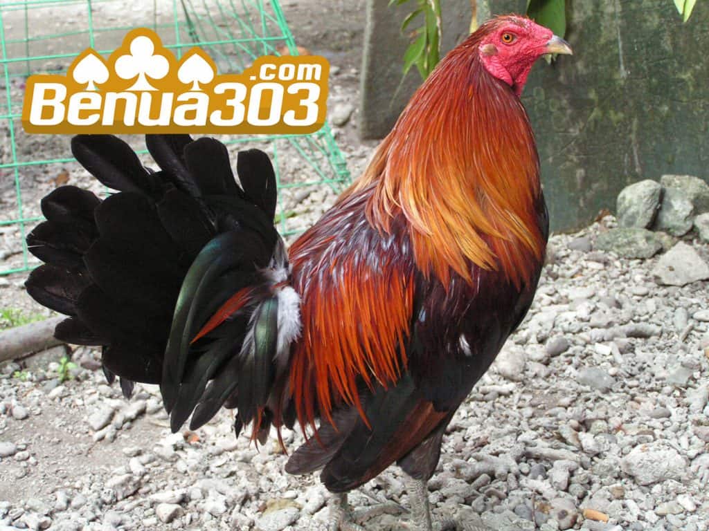 Cara Melihat Pertaruhan Sabung Ayam S1288