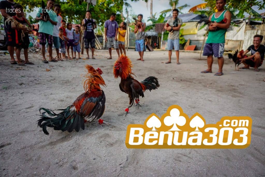 Cara Melihat Pertaruhan Sabung Ayam S1288