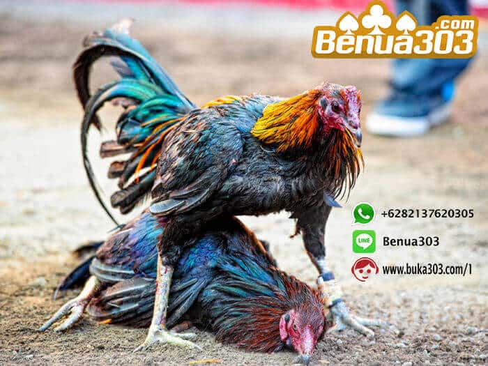 Cara Mendapatkan Bonus 100% Sabung Ayam (1)