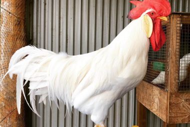 Cara Ternak Ayam Tarung Sabung Ayam