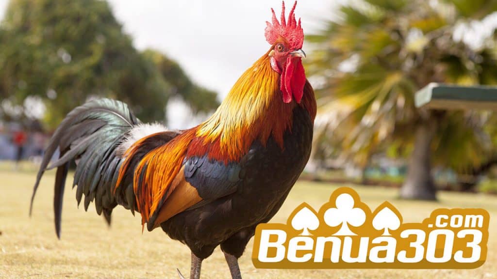 Deposit Sabung Ayam Dengan Aman