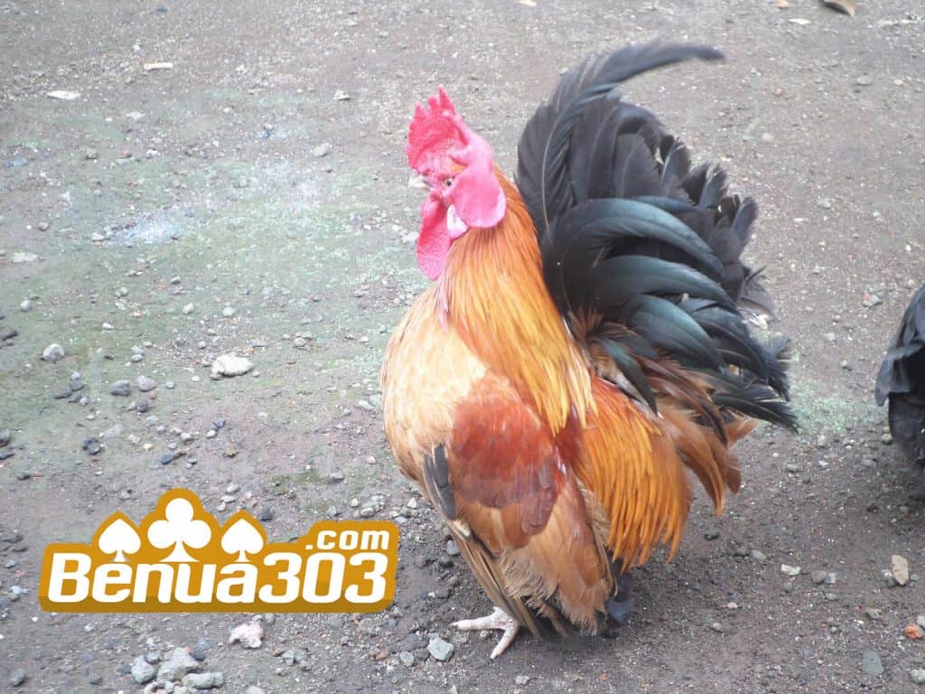Deposit Sabung Ayam Dengan Aman