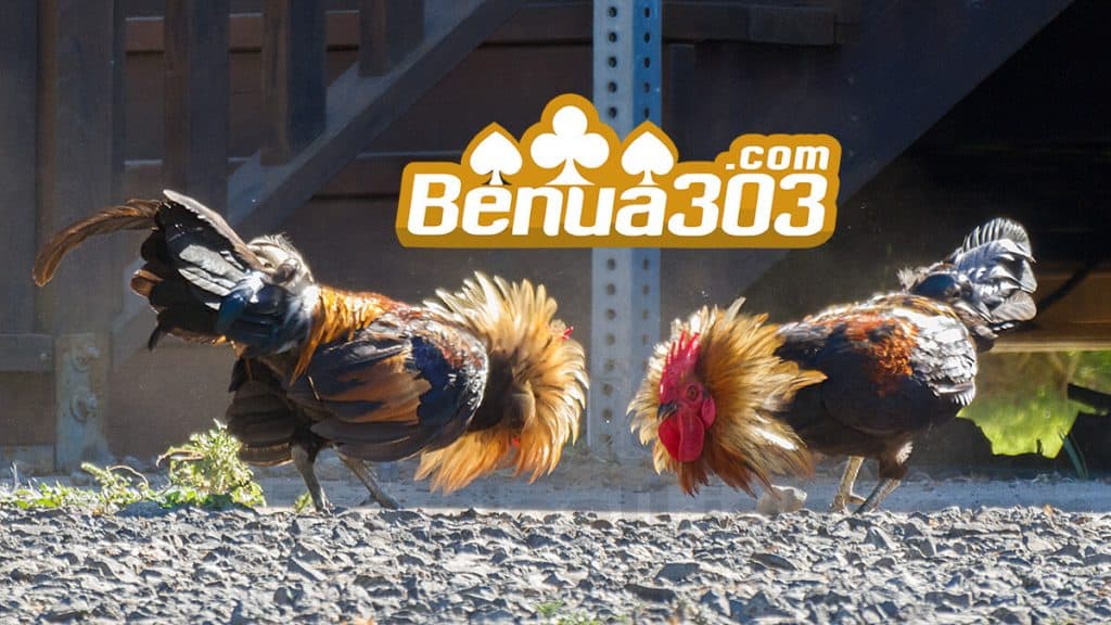 Hobi Bermain Judi Sabung Ayam