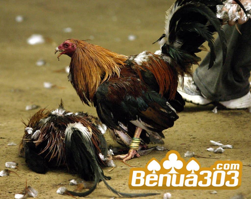 Hobi Bermain Judi Sabung Ayam