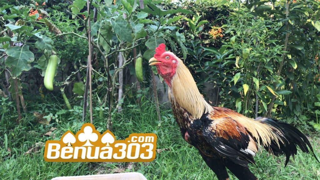 Judi Sabung Ayam Online S1288 Siaran Langsung