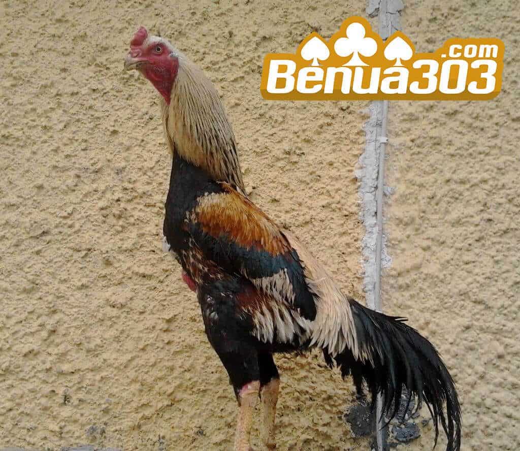 Judi Sabung Ayam Online S1288 Siaran Langsung