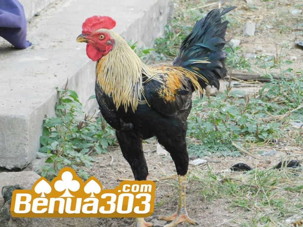 Nominal Terkecil Depo Sabung Ayam