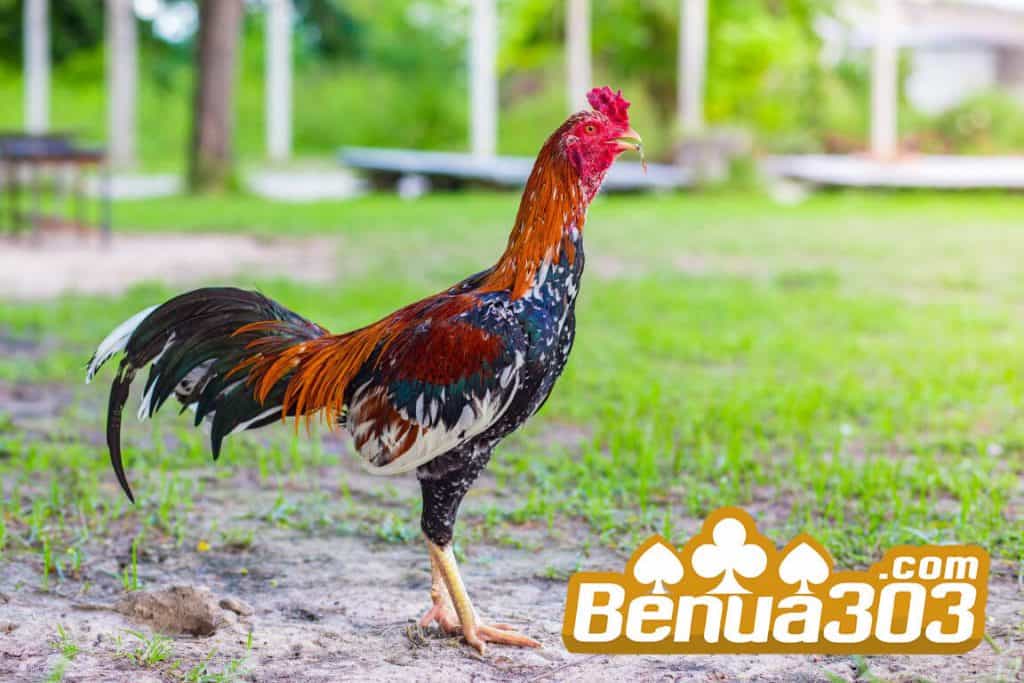 Peluang Menang Sabung Ayam