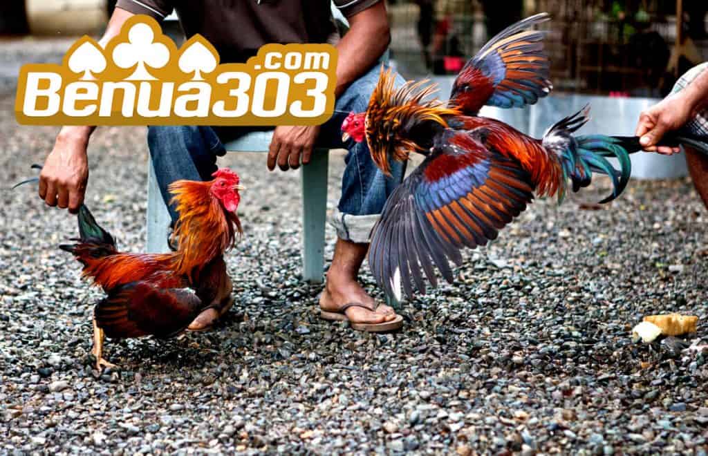 Pemilihan Ayam Terbaik Judi Sabung Ayam