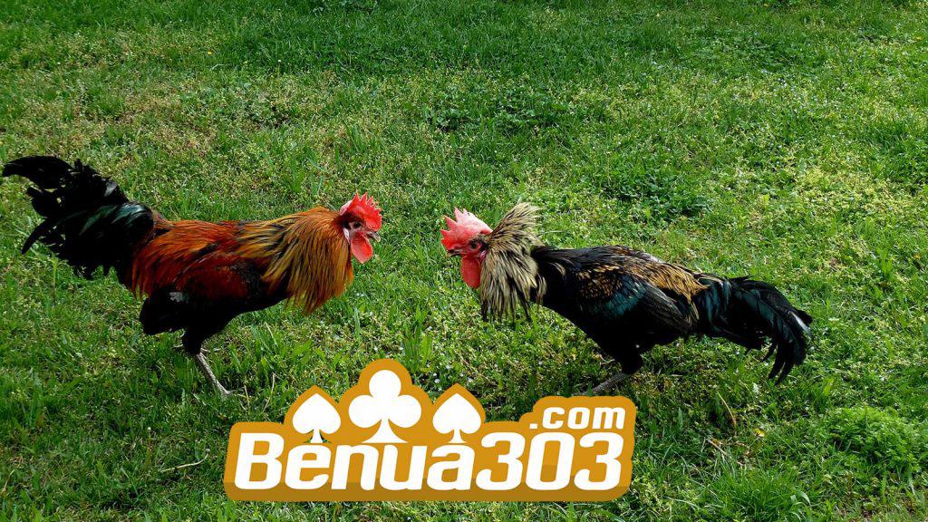 Pemilihan Ayam Terbaik Judi Sabung Ayam