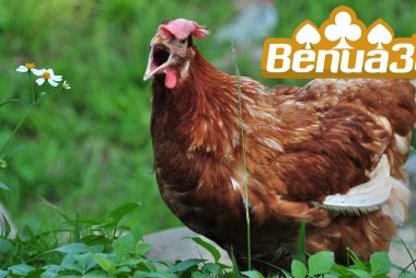 Sabung Ayam Online Live di Indonesia (1)
