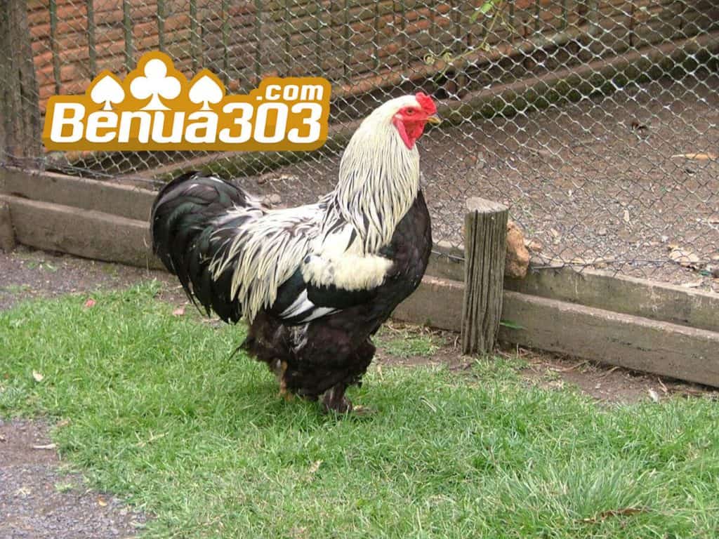 Sabung Ayam Online Live di Indonesia (1)