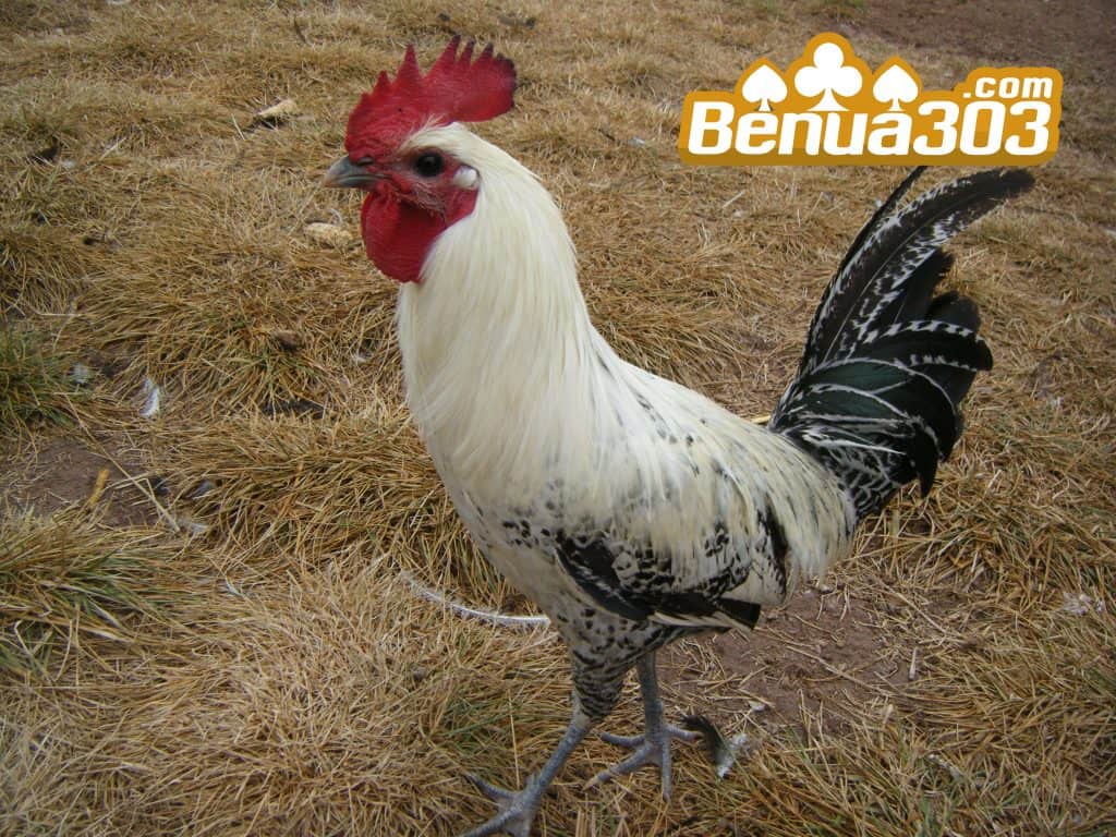 Situs Resmi Sabung Ayam S1288