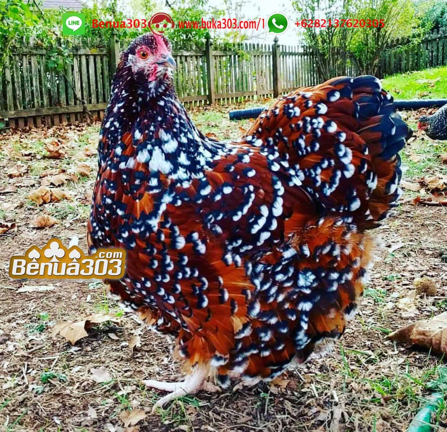 Bandar Judi Sabung Ayam Resmi 2019