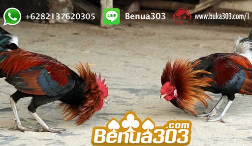 Bandar Judi Sabung Ayam Resmi 2019