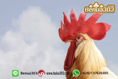 Bonus Menang 100% Sabung Ayam