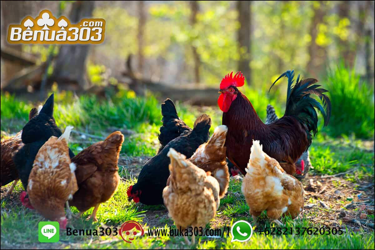 CARA CEPAT MEMPEROLEH UANG JUDI SABUNG AYAM