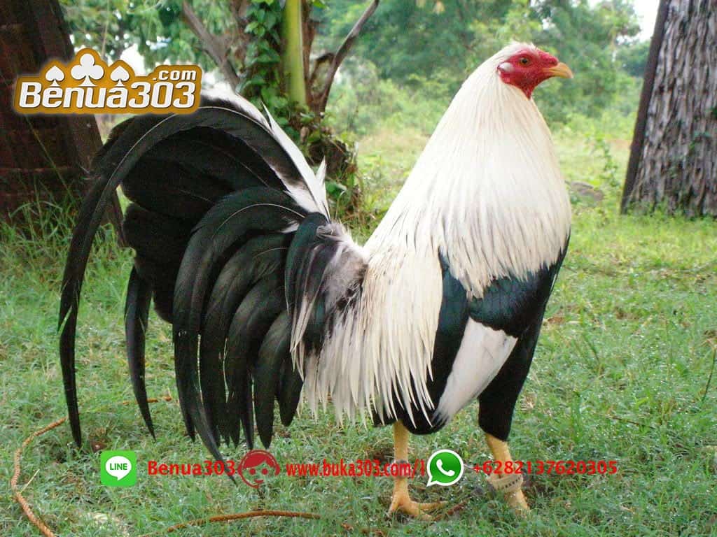 Investasi Bermain Judi Sabung Ayam Pasti Dapat Uang