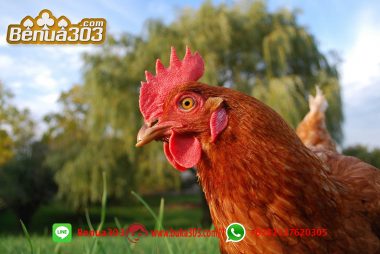 Judi Sabung Ayam Online s1288