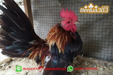 Layanan Registrasi Sabung Ayam Online S1288