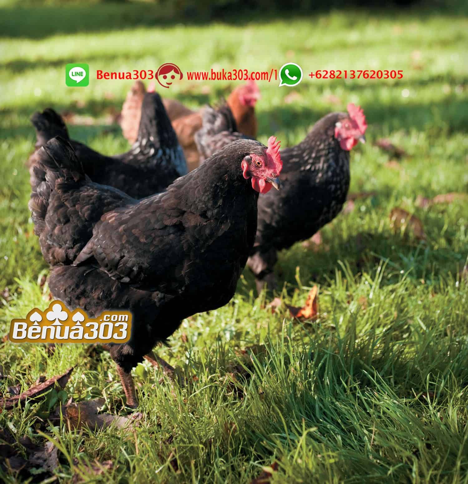 Taruhan Sabung Ayam Resmi 2019