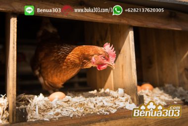 Taruhan Sabung Ayam Resmi 2019