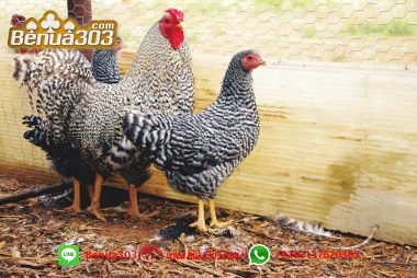 Agen Judi Sabung Ayam 2019