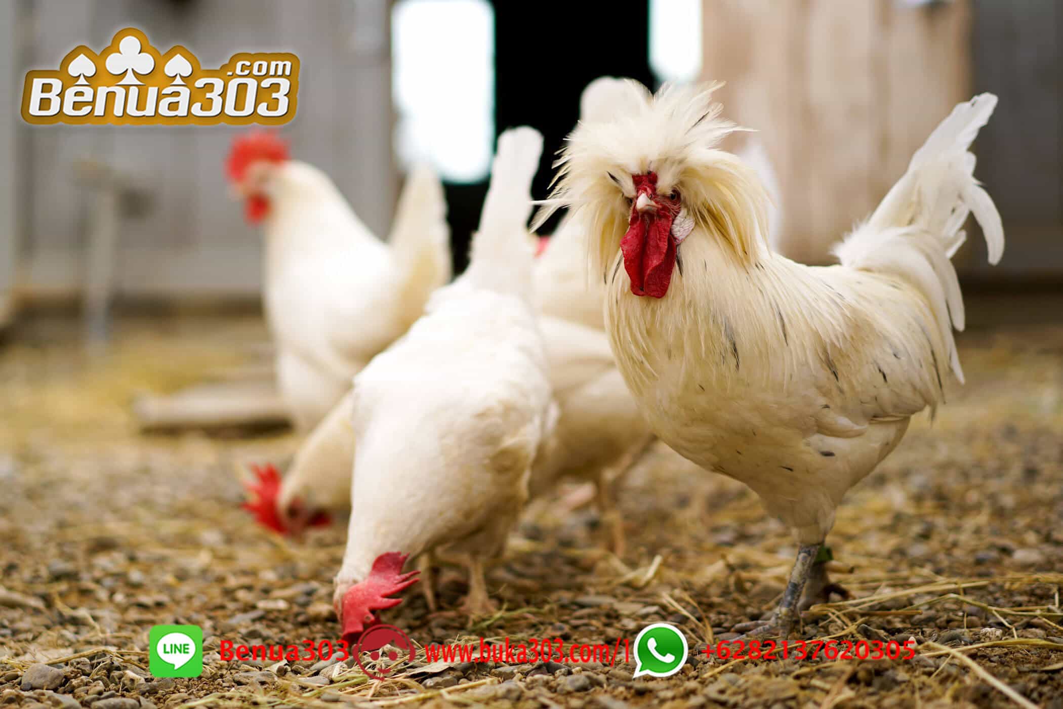 Aplikasi Bermain Sabung Ayam