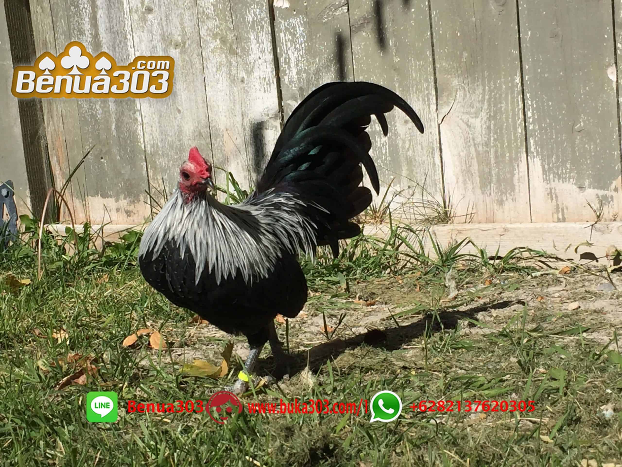 Arena Sabung Ayam Online