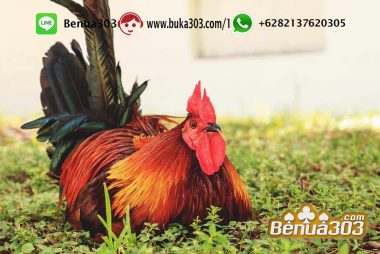 Ayam Laga Online Terbaik Indonesia