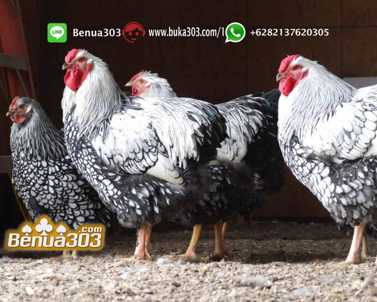 Bermain Sabung Ayam di Handphone