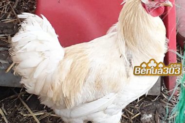 Bonus Sabung Ayam S1288 Online Indonesia