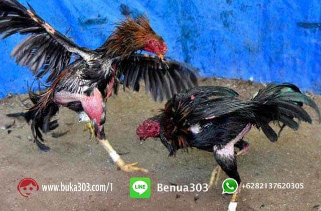 Bonus Sabung Ayam S1288 Online Indonesia