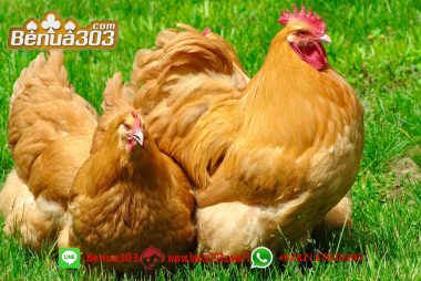 Daftar Adu Ayam Situs S128 Online