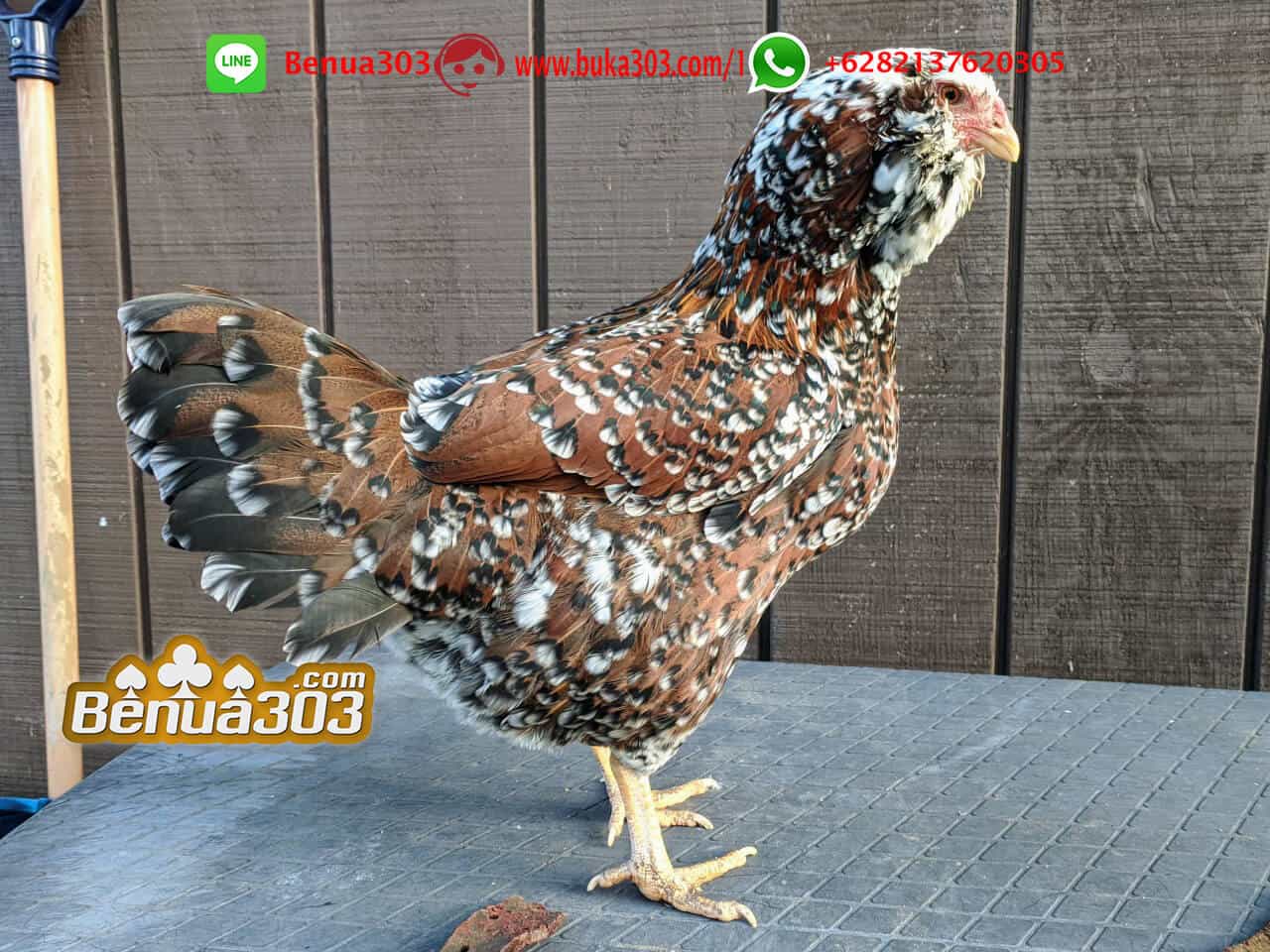 Daftar Adu Ayam Situs S128 Online