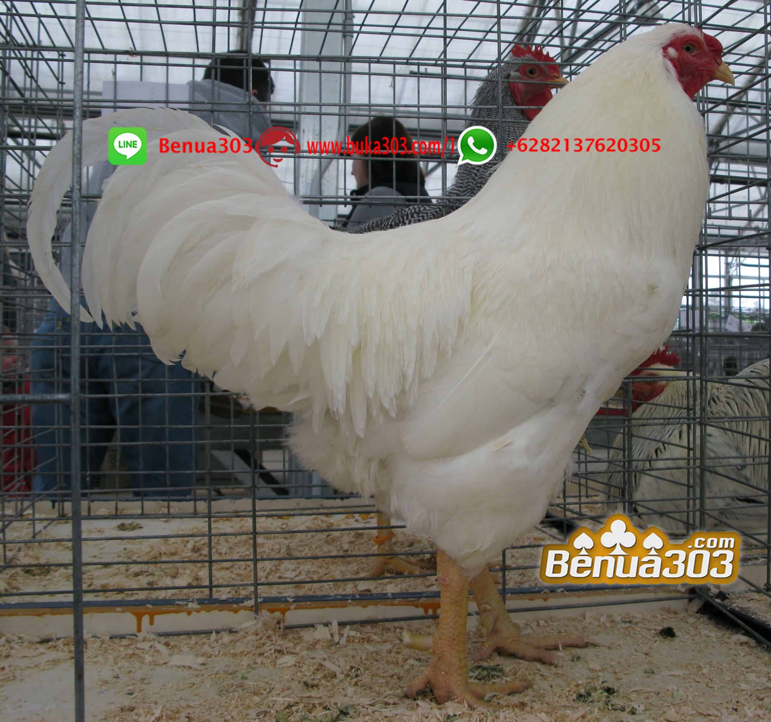 Menang Adu Ayam S128