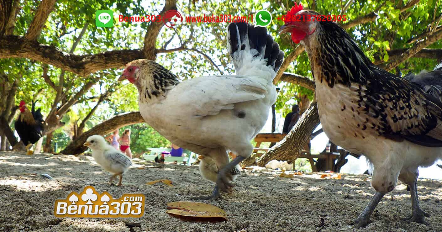 Pertarungan Ayam Paling Seru