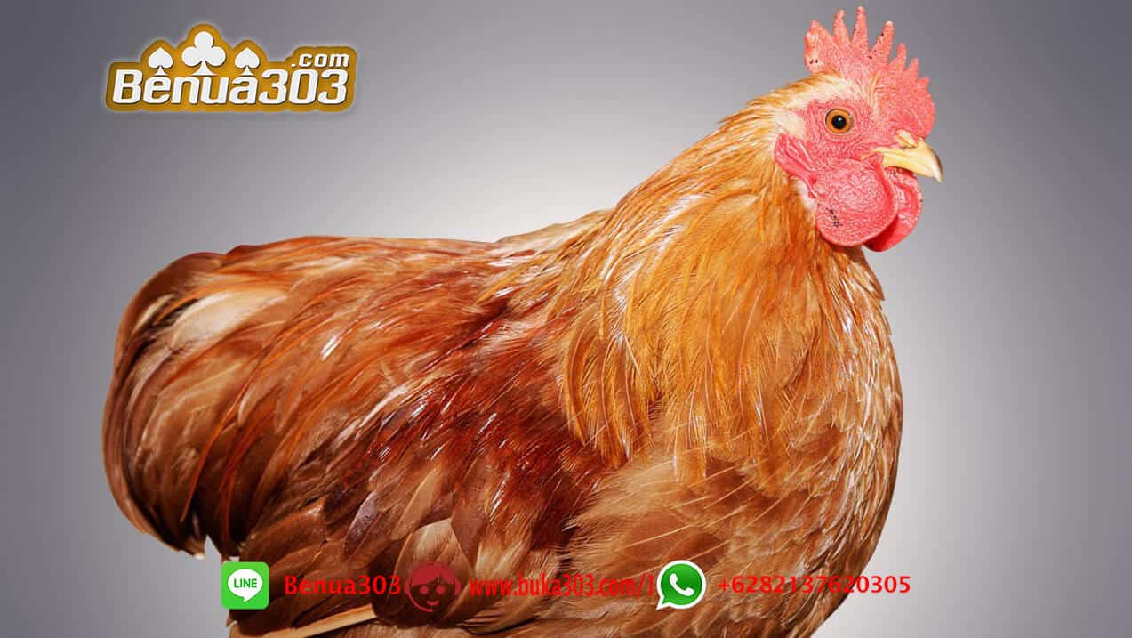S128 Situs Bermain Sabung Ayam Online