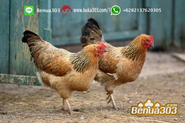 S128 Situs Bermain Sabung Ayam Online