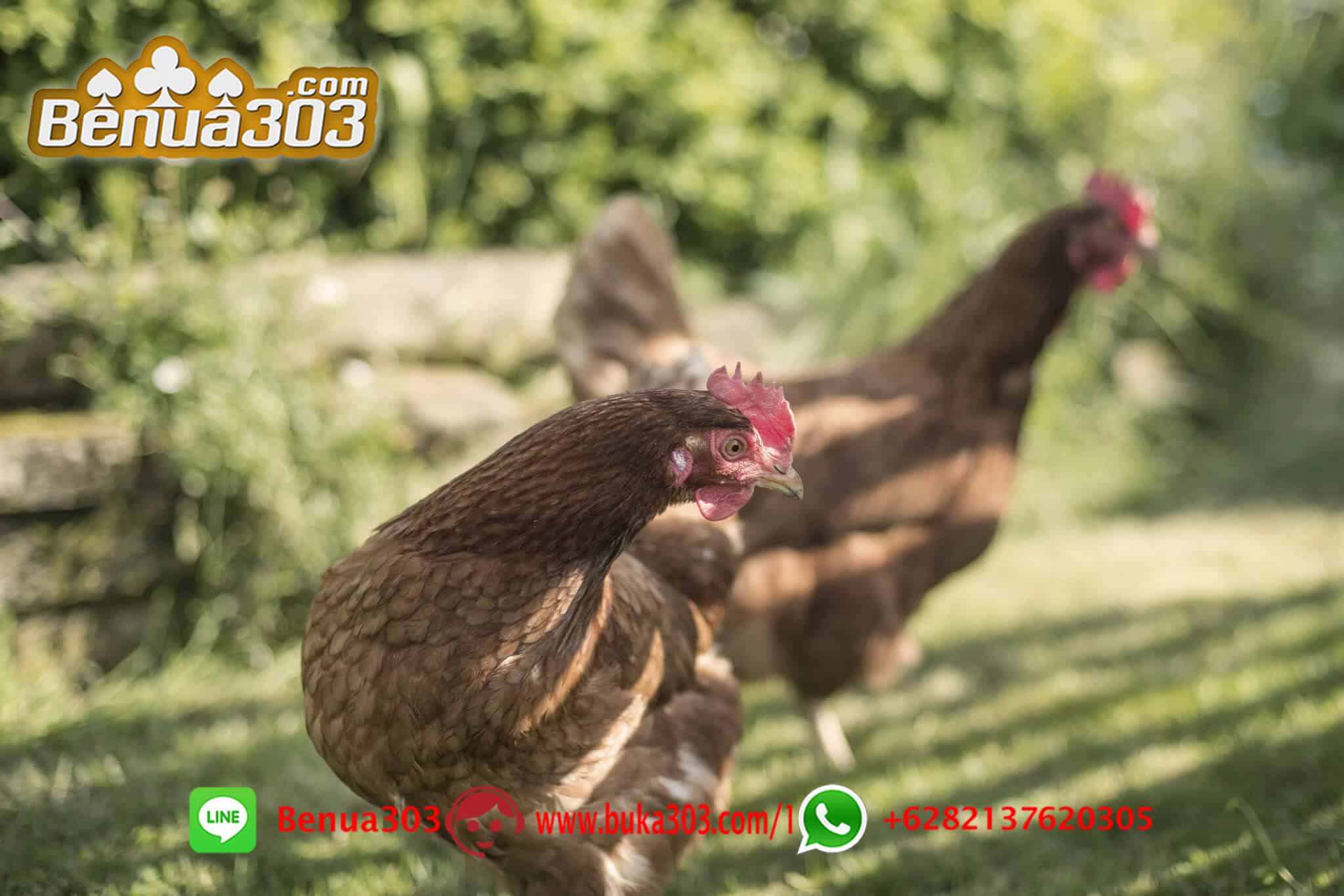 SITUS GELANGGANG SABUNG AYAM 24 JAM